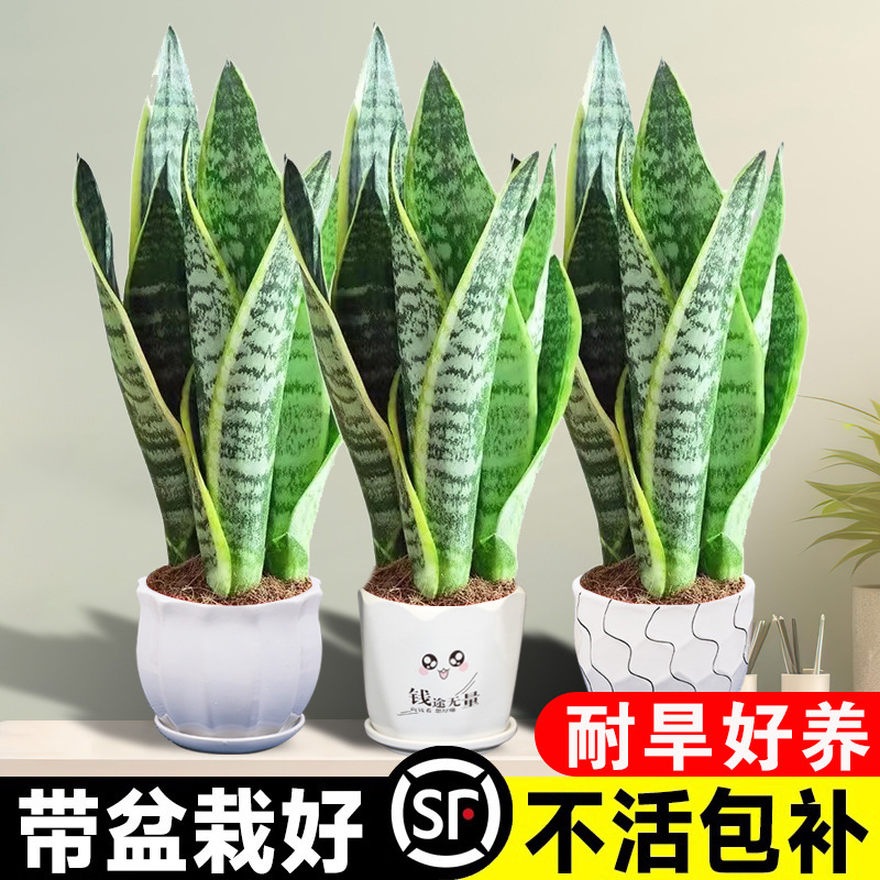 Golden edged tiger skin potted indoor succulent plant, offi