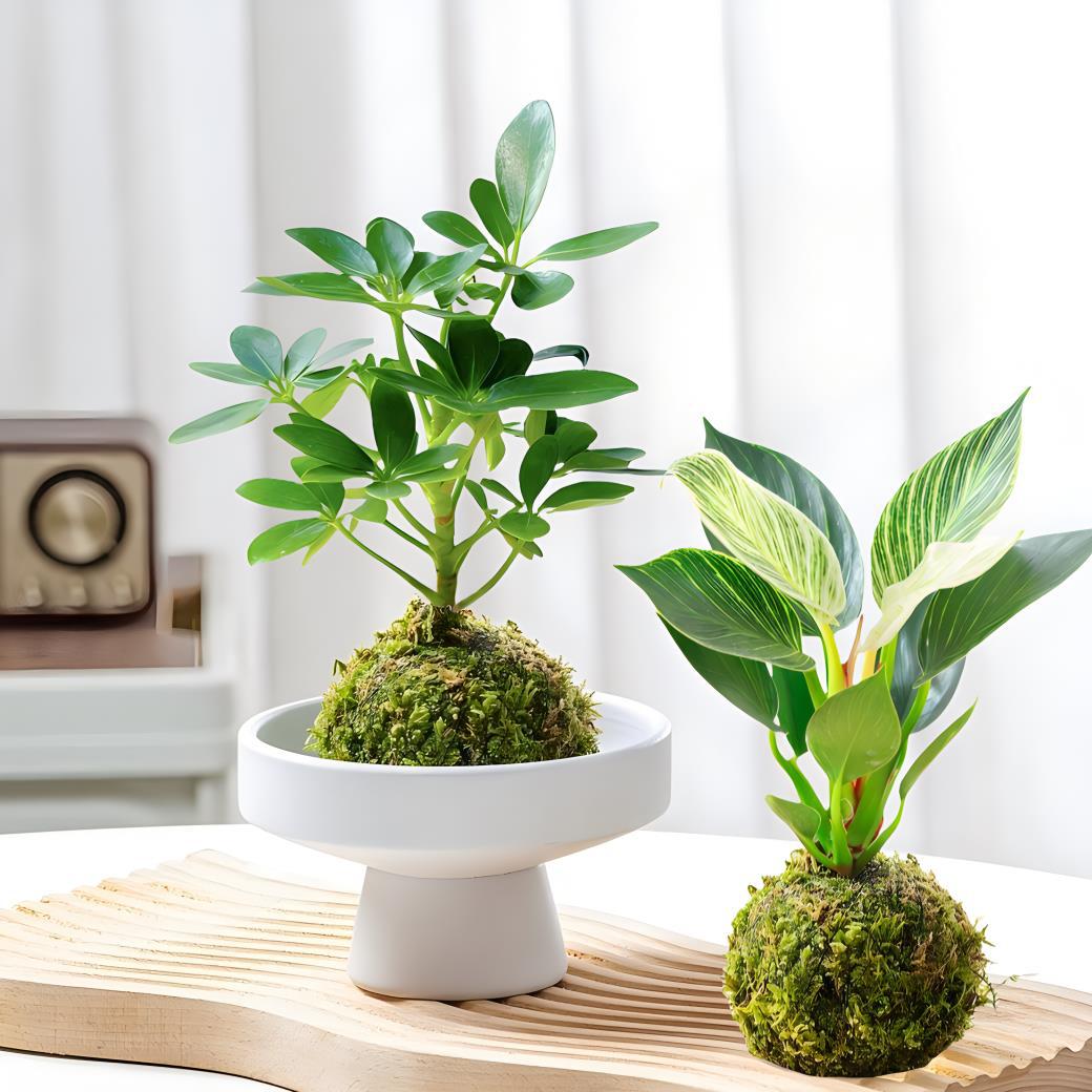 Moss ball hydroponic plants desktop small potted plants in