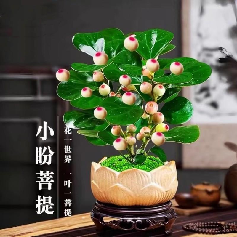 Xiaopan Bodhi bonsai with fruit Bodhi tree bonsai small lea