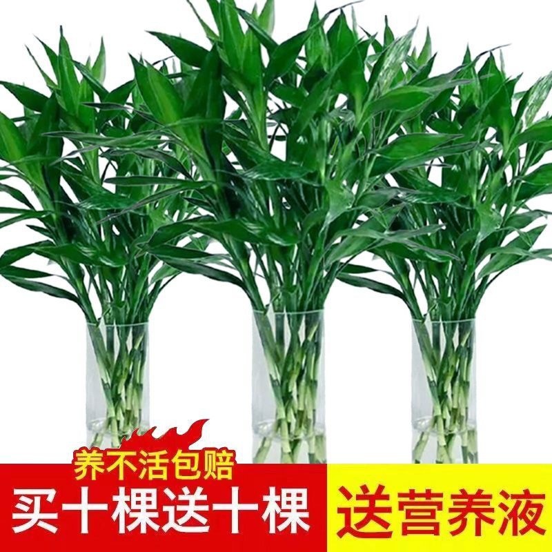Buy five and get ten free Dracaena sanderiana hydroponic pl
