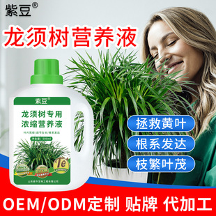 Beard Dragon Tree Special Nutrient Purple Concentrated Bean