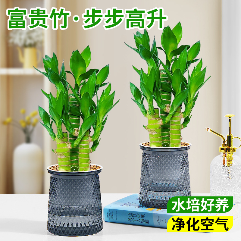 Hydroponics Dracaena sanderiana potted plants to attract mo