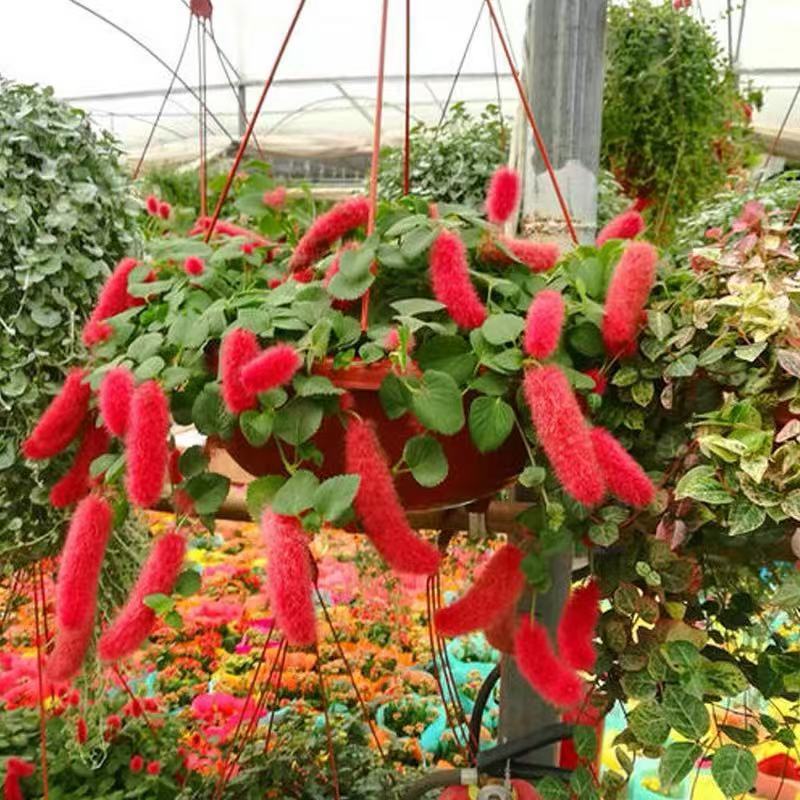 Red cherry blossom hanging seedlings potted plant, annual r