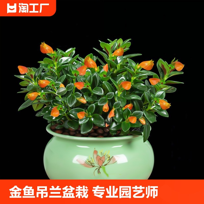工具四季金鱼花吊盆栽室内绿植花卉多肉植物绿萝发财树好养客厅甲