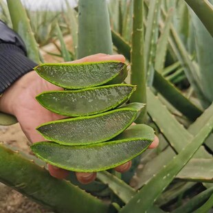 potted plant edible aloe care vera skin Curacao seedlings