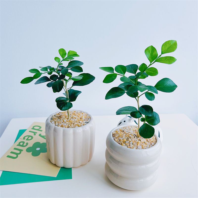 Flowering Nine Mile Fragrance Seven Mile Fragrance Mini Pal