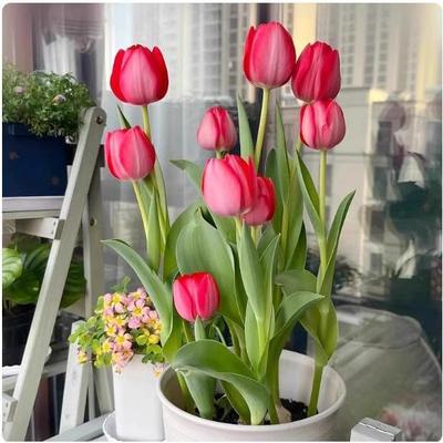 seeds，seed， Tulip bulbs, perennial flower seeds, soil cul