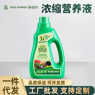 power sanderiana family Dracaena concentra horticulture Bud