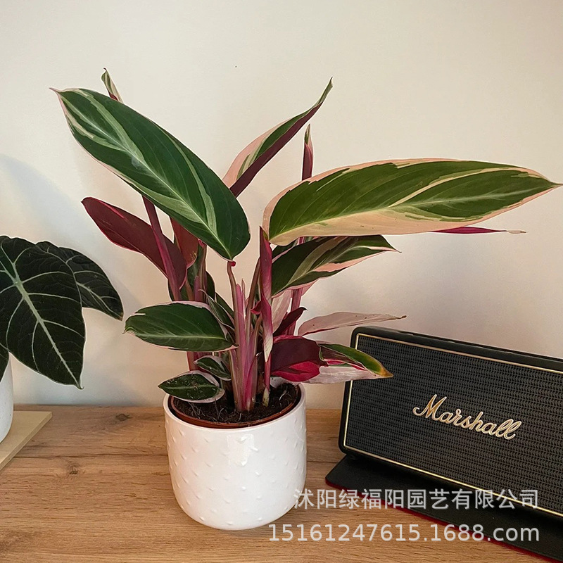 Colorful taro potted plants, flowers in the office, hydropo
