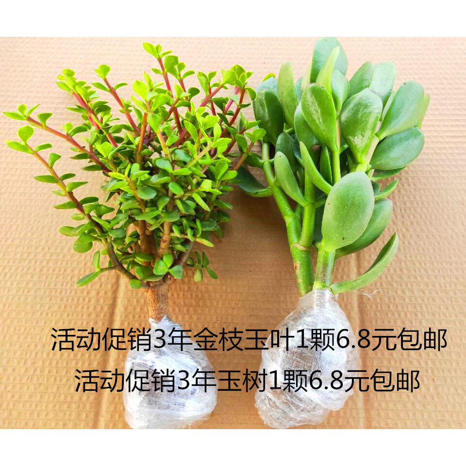 Perennial Old Pile Succulent Indoor and Outdoor Potted Plan