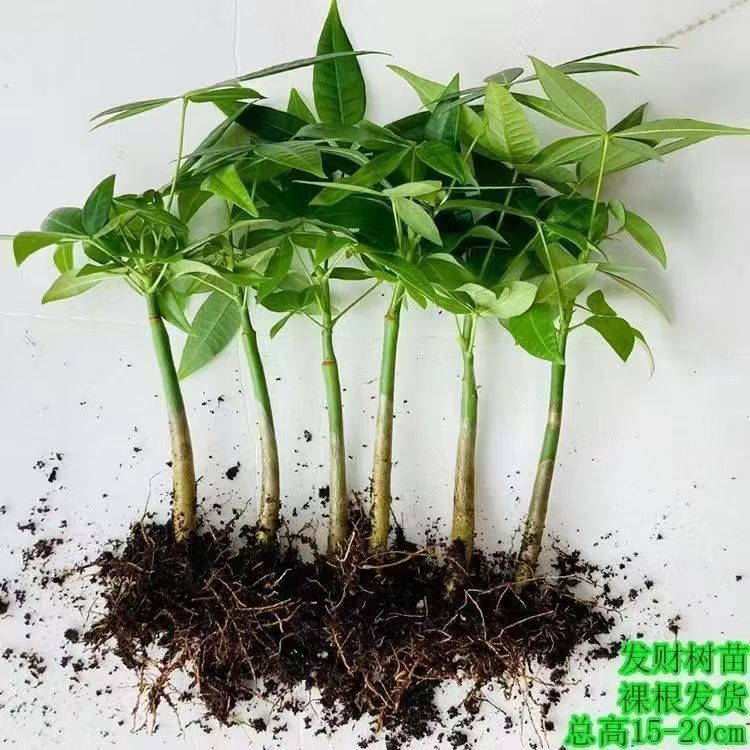 Wufu Native Wealth Tree Wealth Tree Water Nourishing Hydrop