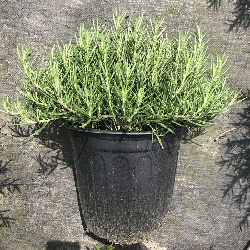Rosemary 2-gallon pot flower border group landscape appreci