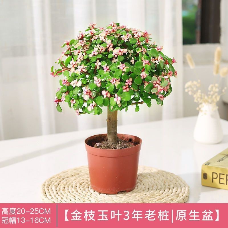 Golden branches, jade leaves, succulent flowers, plants wit