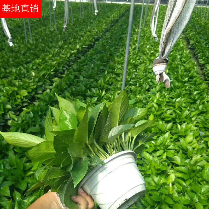 180 large potted plants of green ivy, flowers, indoor green
