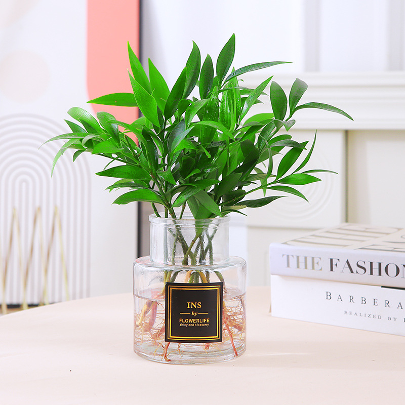 Bamboo hydroponics is good for nurturing bamboo, cypress, f