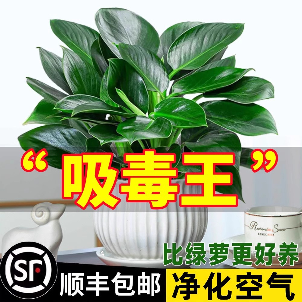 Golden Diamond Potted Plants Platinum Diamond Indoor Hydrop