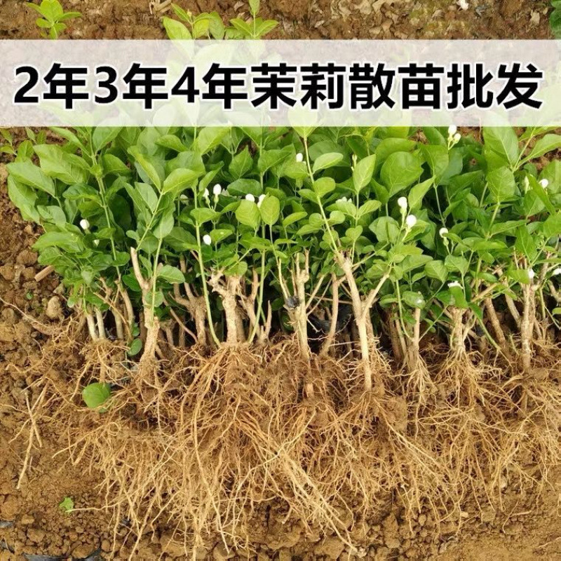 Jasmine Flower Seedlings Heng County Jasmine Flower Old Pil