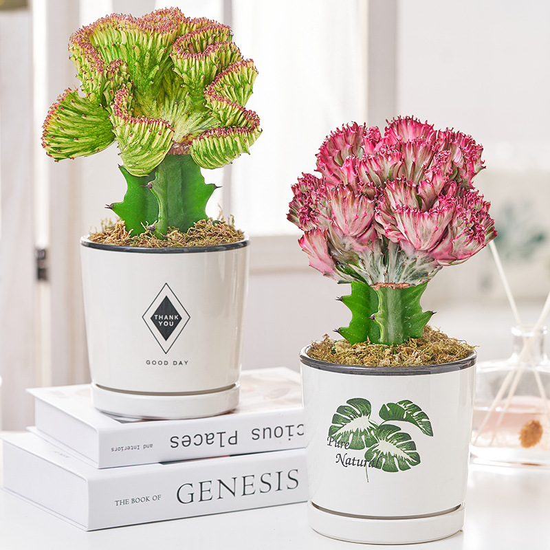Jade Qilin Flower Colored Potted Cactus Plants Indoor Potte