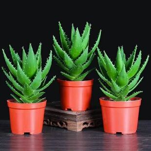 Vera Aloe Potted Plants Succulent Night Indoor City