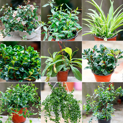 Hanging green ivy, ivy, peony, Buddha beads, lover's tears,