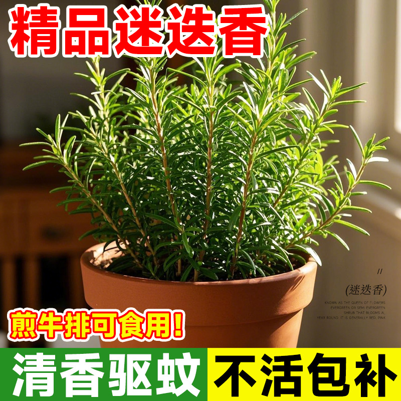 Rosemary potted indoor plants, edible mint green plants, ba