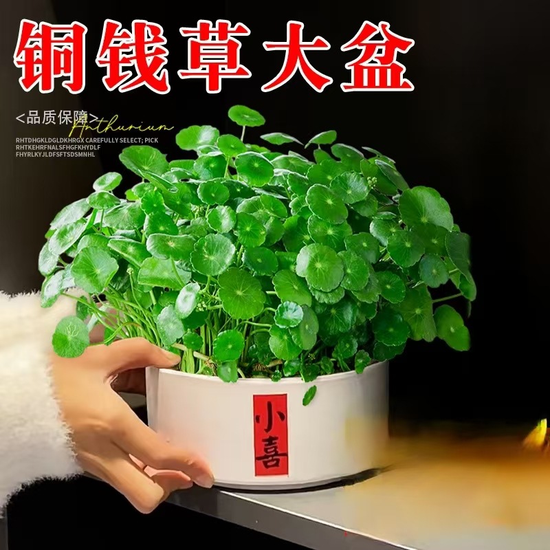 Large leaf copper money grass hydroponic plant water cultiv