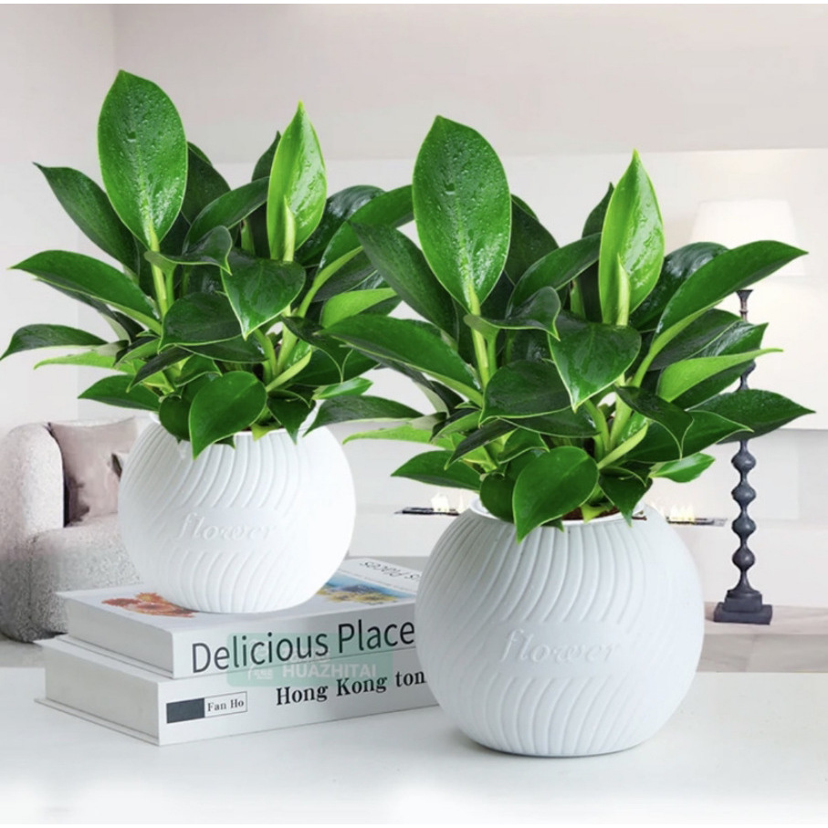 Platinum diamond potted plants are easy to maintain and liv