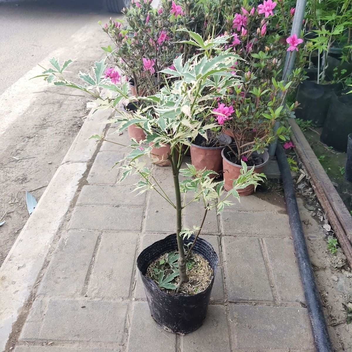 Butterfly maple original soil with seedling pot suitable fo