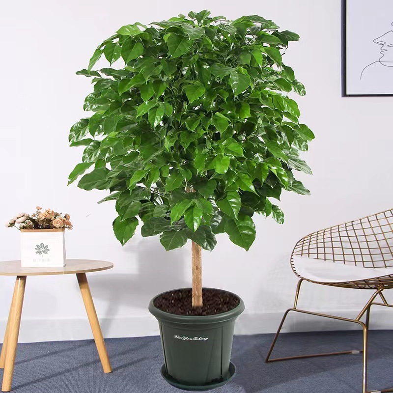 Happiness Tree Potted Plants Safe Tree Living Room Office G