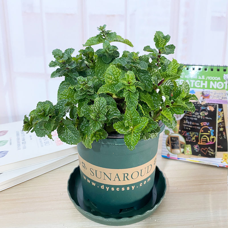 Eating mosquito repellent in spring and summer can be done