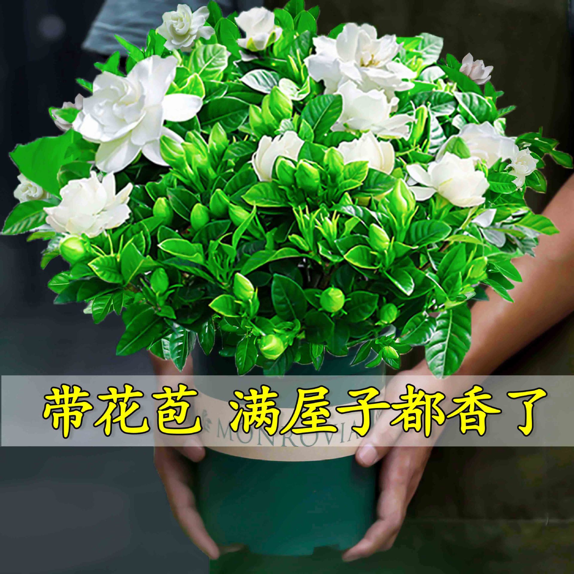 Gardenia, potted flowers, indoor plants with flower buds, b