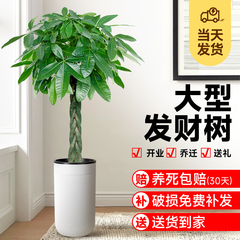Fortune tree, living room, potted plants, great fortune, of