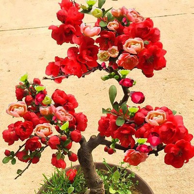 Haitang flower potted sapling double petaled longevity crow