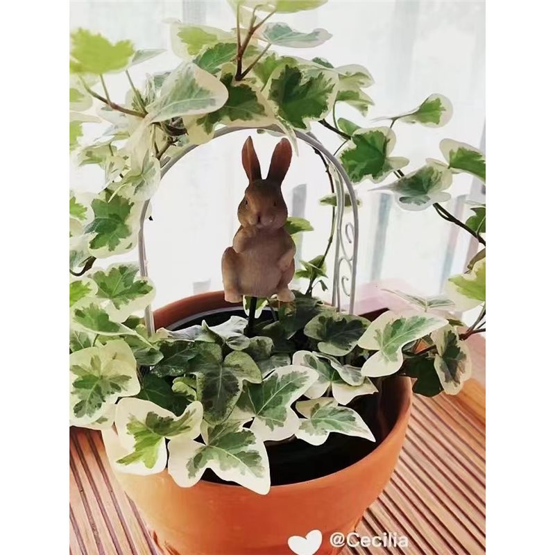 Imported Xueying Hanging Ivy, Green Plants, Fishing Plants,