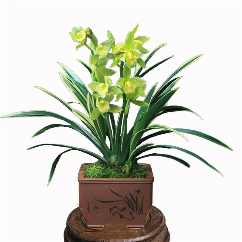 Liu Ge flower potted plant with summer flower buds, preciou