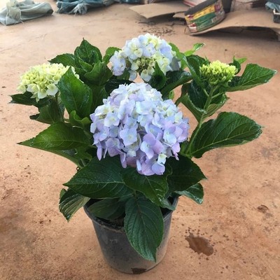 Embroidered ball seedlings, potted old piles, endless summe