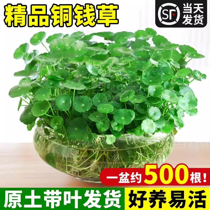 Large leaf copper money grass hydroponic plant desktop pott
