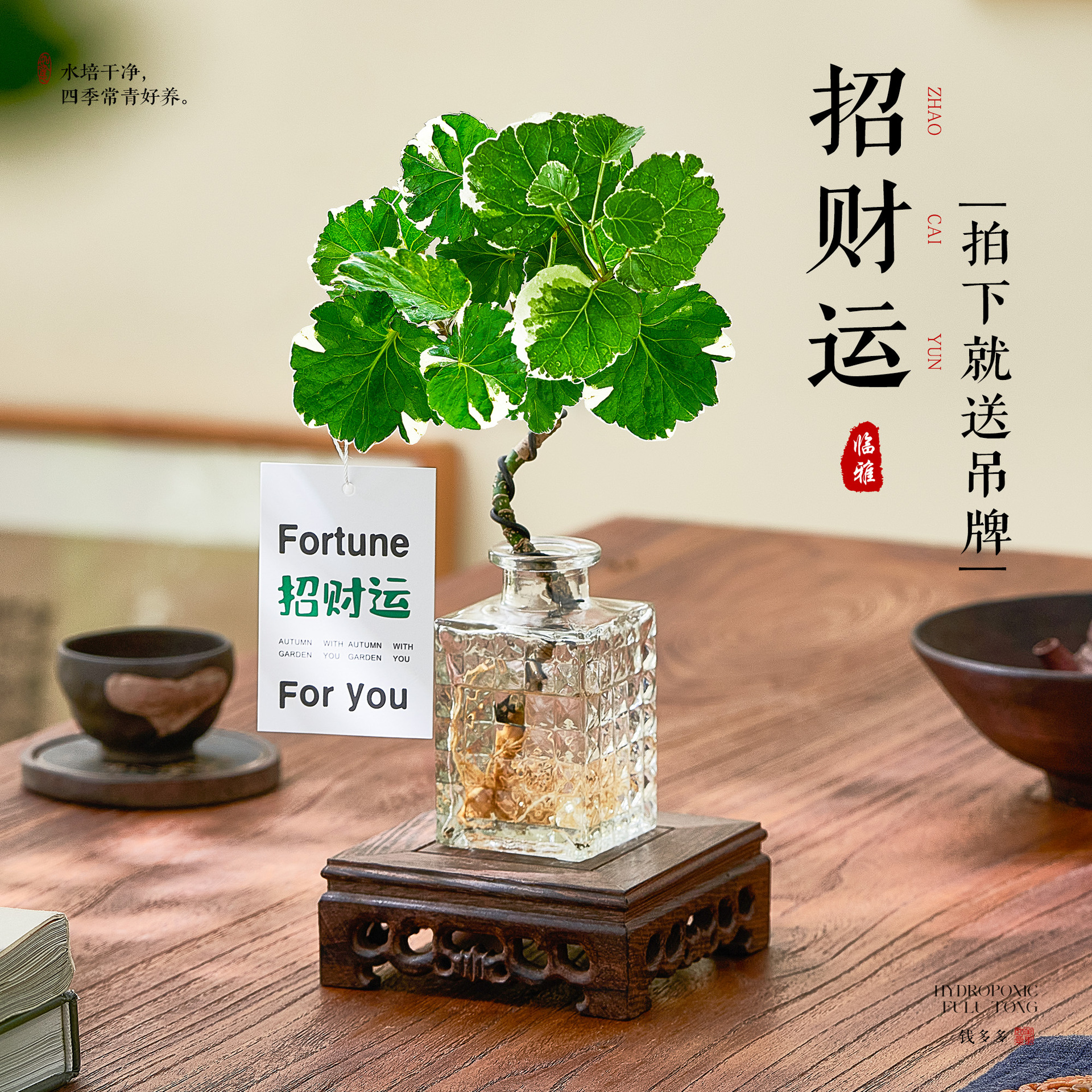 Hydroponic Round Leaf Fulu Tongqian Duoduo Potted Plants Li