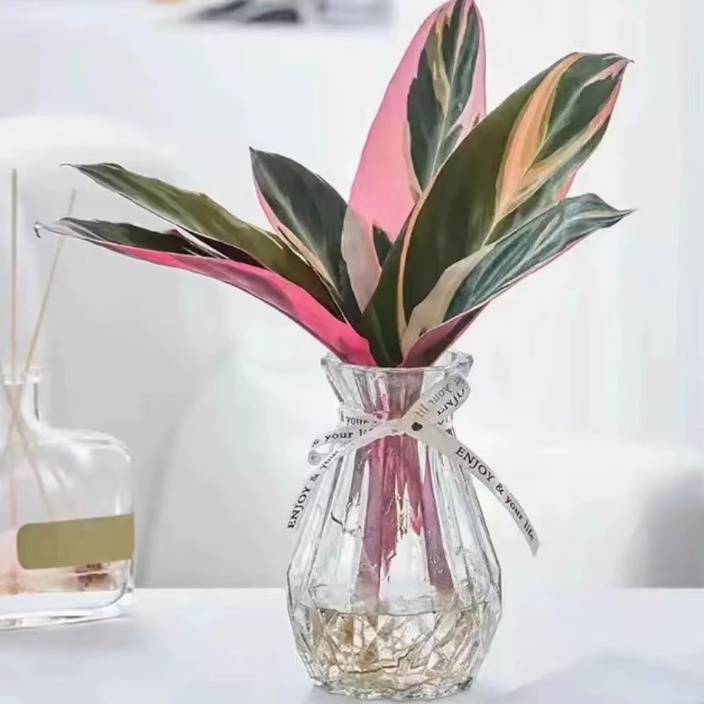 Colorful taro potted plants, flowers in the office, hydropo