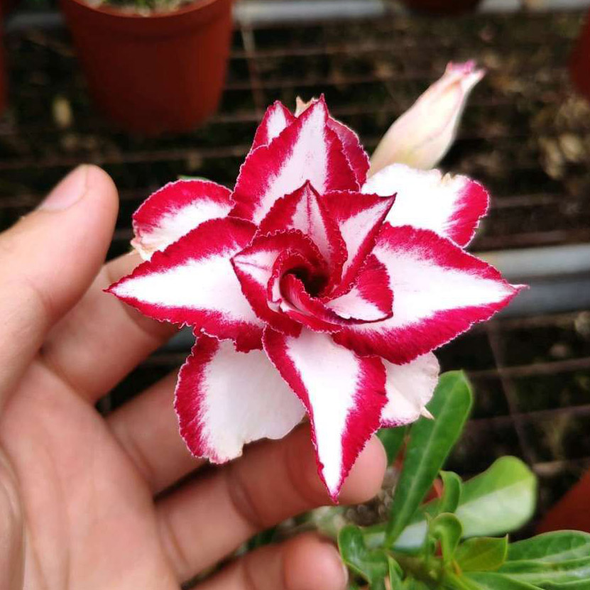 Desert Rose Bonsai Double petaled Four Seasons Blooming Goo