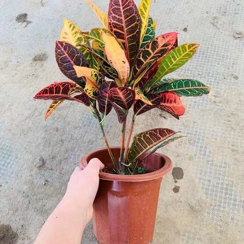 Colorful color changing wood potted plants indoor and outdo