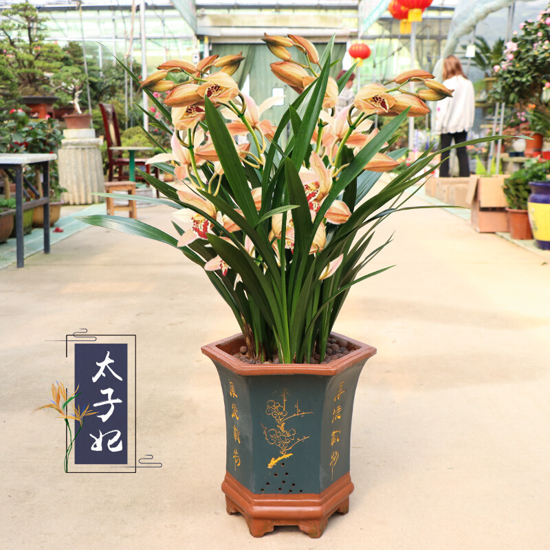 名贵花卉花浓香型花苗墨春建四季花室内花卉绿植盆栽
