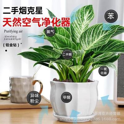 Good care for flowers, platinum diamonds, brocade, green pr