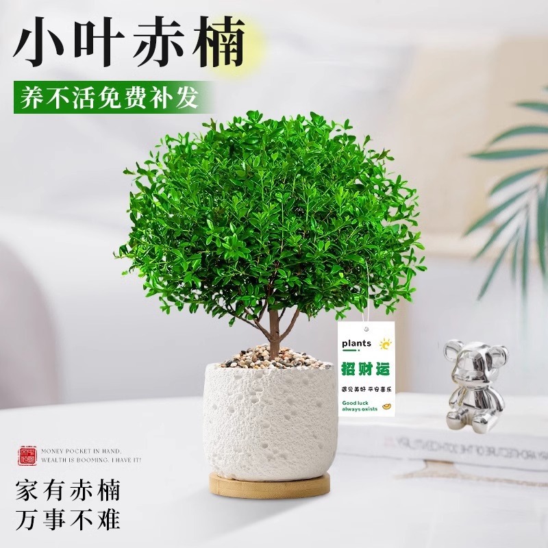 Small leaved red fern bonsai is easy to care for, desktop p