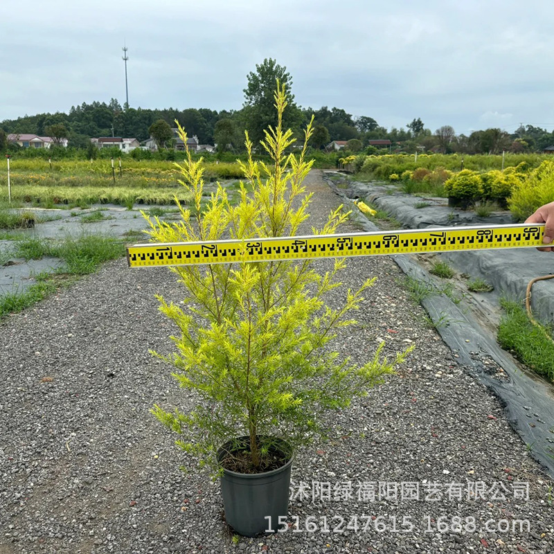 Golden Willow Potted Plants Thousand Layer Golden Clear Fra