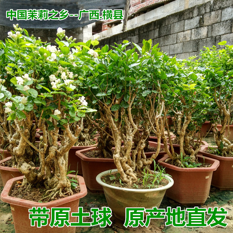 Hejia Jasmine, Jasmine Flower Potted Plants, Old Pile Bonsa