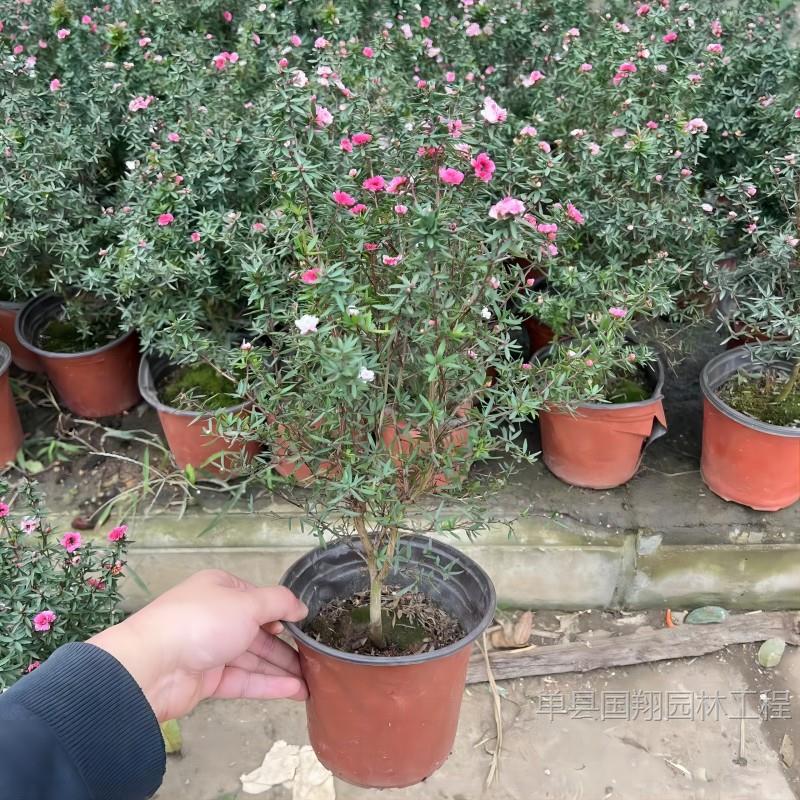 Pine and red plum potted outdoor with flower buds, four sea