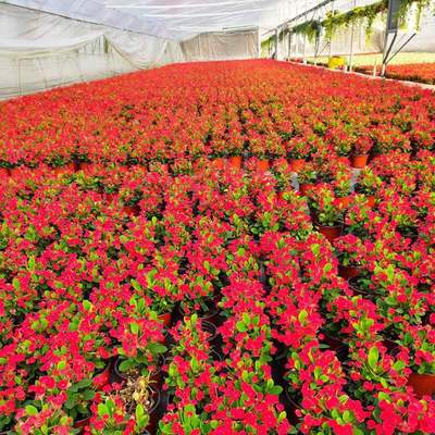 Continuous flowering throughout the four seasons, explosive