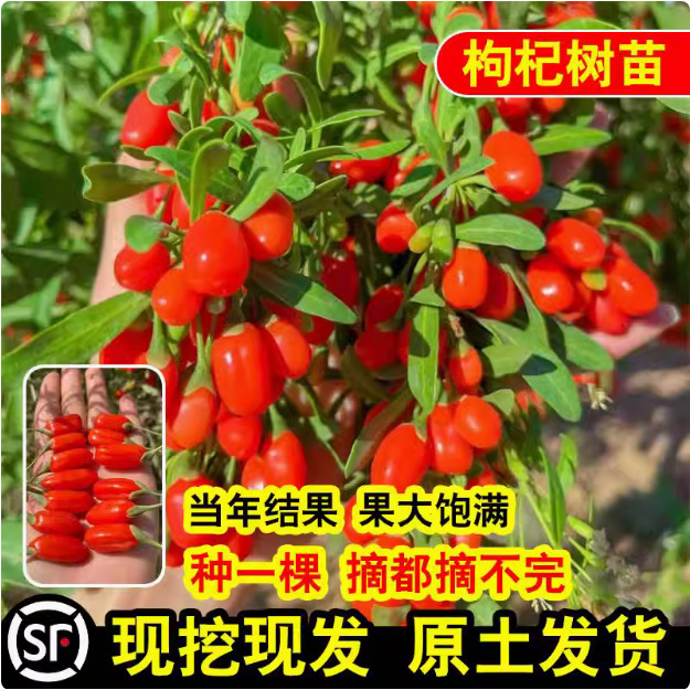 Black Goji Berry Seedlings Ningxia Xinjiang Red Edible Goji