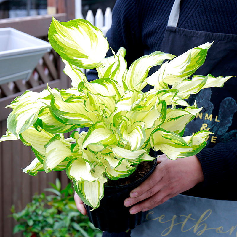 Viewing leaves, jade hairpin, flower seedlings, gold edged